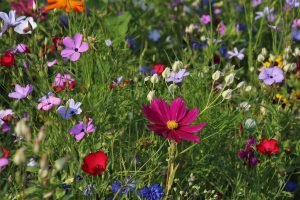 Horoskop Woche 33