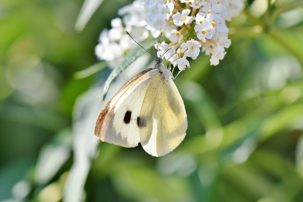 Horoskop Woche 37