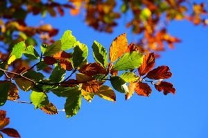 Wochenhoroskop (15. bis 21. Oktober)