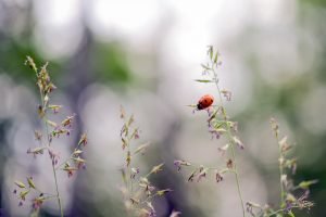 Wochenhoroskop (17. bis 23. August)