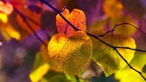 Wochenhoroskop (5. bis 11. Oktober)